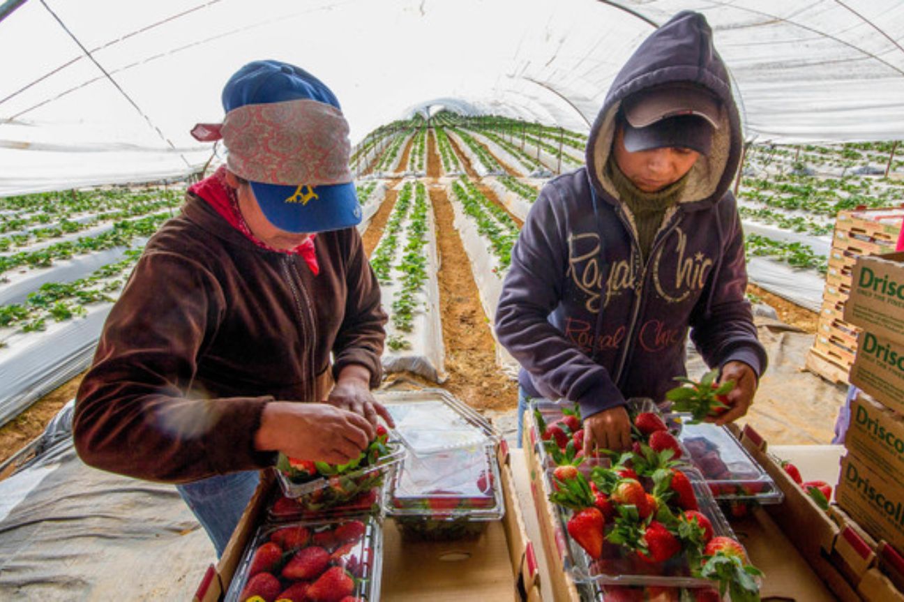 Continúan al alza exportaciones agropecuarias y pesqueras de México durante marzo