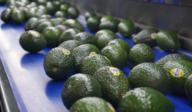 Exportará México aguacate Hass a Brasil tras firma de acuerdo bilateral