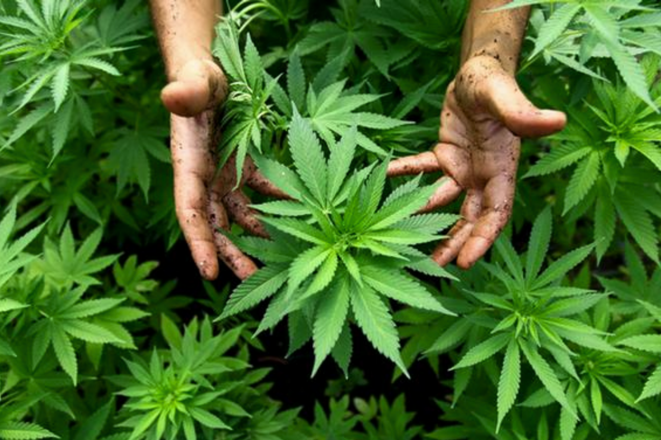 ¿Podremos otorgarle una oportunidad a la cannabis?