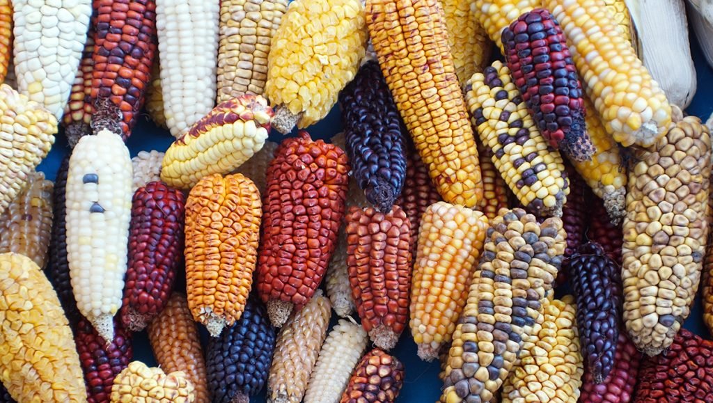 Aprueba el 81% de mexicanos reforma constitucional para la conservación y protección de los maíces nativos