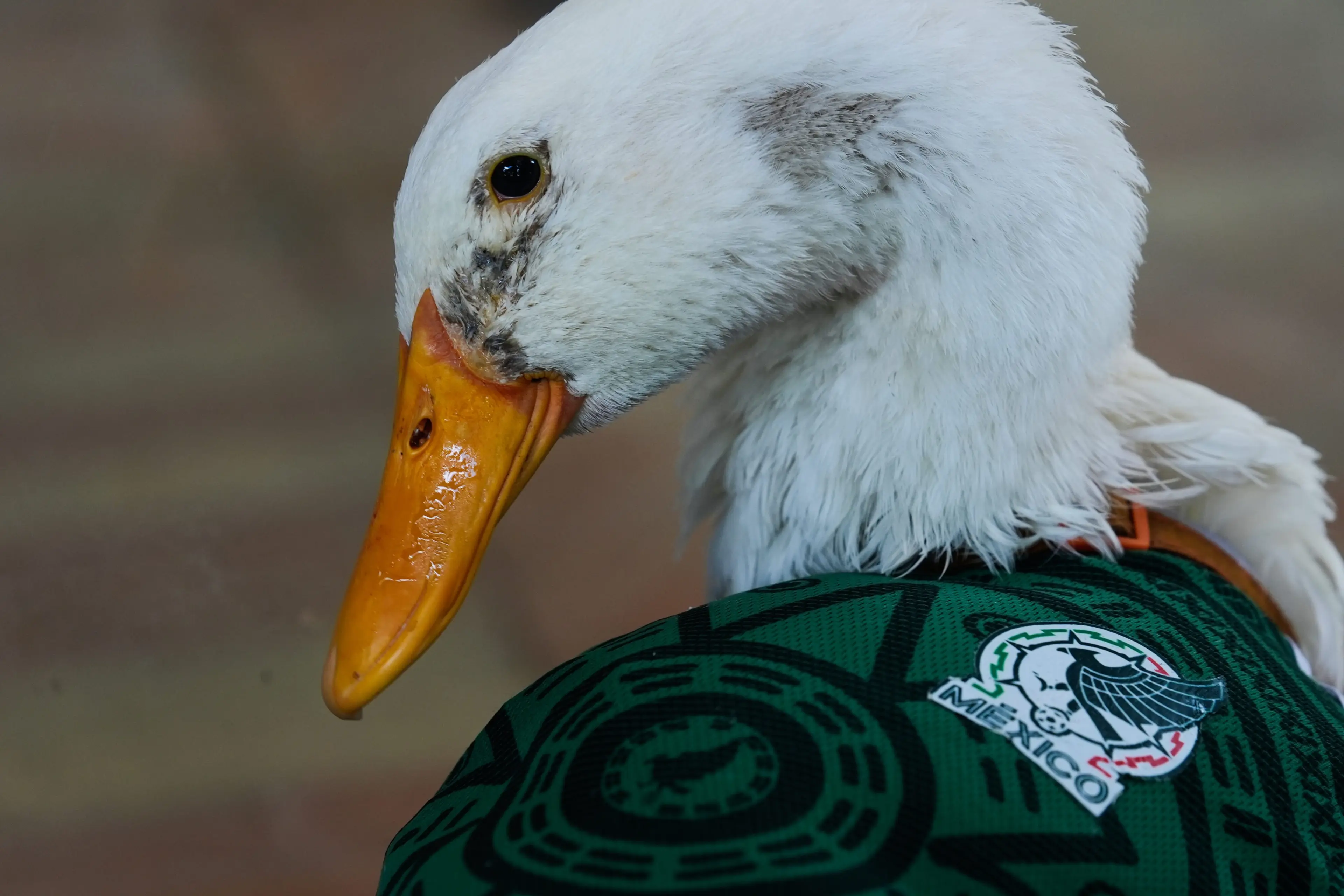 Reaccionan positivamente medios internacionales a Merlín, el pato aficionado de México en el Mundial 2026