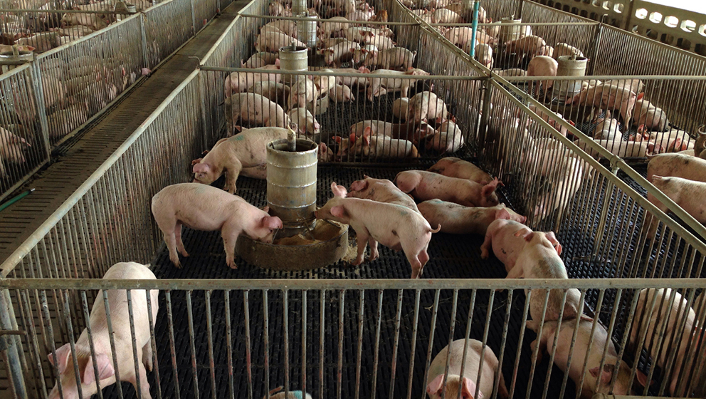 Reitera Semarnat compromiso de no autorizar permisos para actividad porcícola en Yucatán