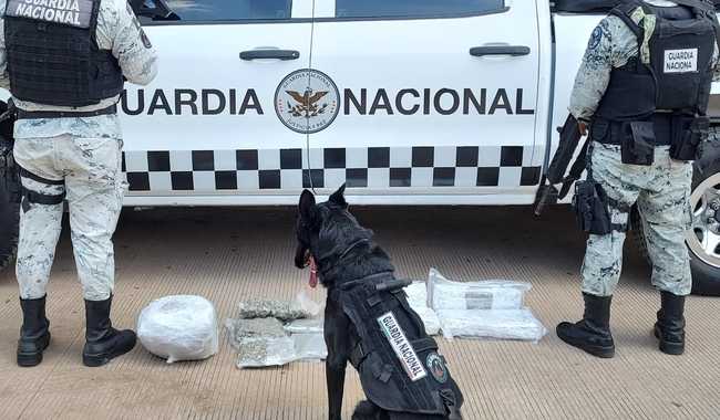 Aseguró la Guardia Nacional 229 paquetes de marihuana durante el mes de septiembre