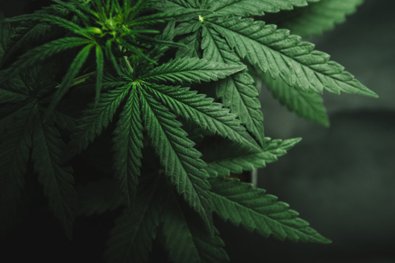 El tema de las drogas se tiene que abordar ya