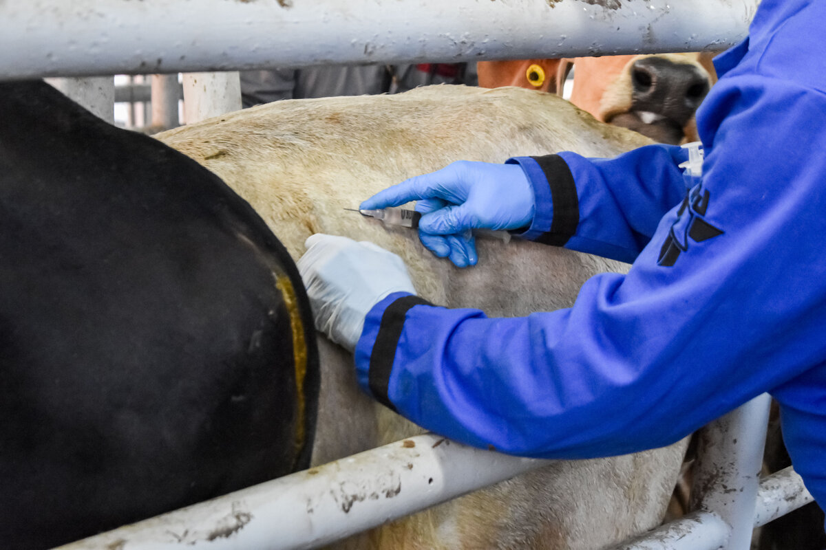 Reforzarán Tamaulipas y Veracruz medidas contra el gusano barrenador