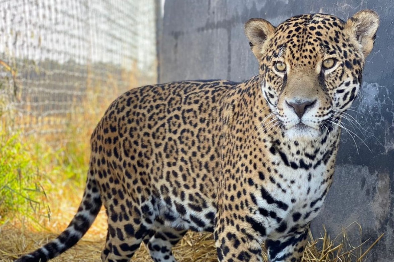 Denuncian en redes sociales abandono de felinos en Santuario Black Jaguar - White Tiger en Ciudad de México