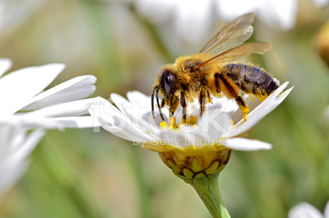 Exhortan a instancias federales para investigar la muerte de más de 300 mil abejas en Campeche
