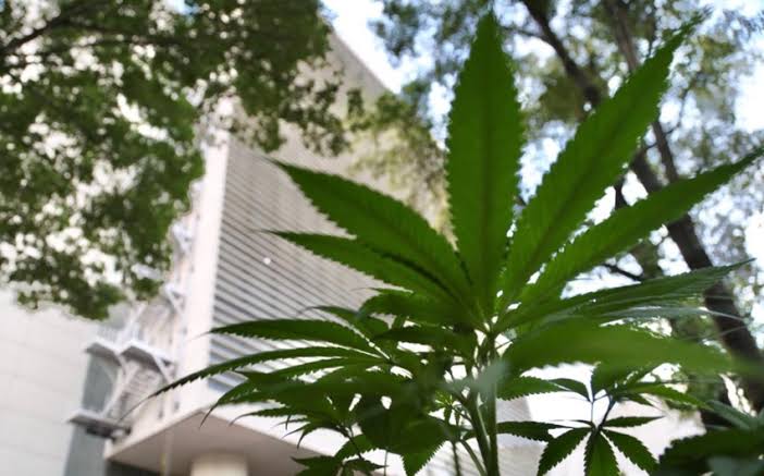 Desmantelan "Plantón 420" que exigía la legalización de la marihuana