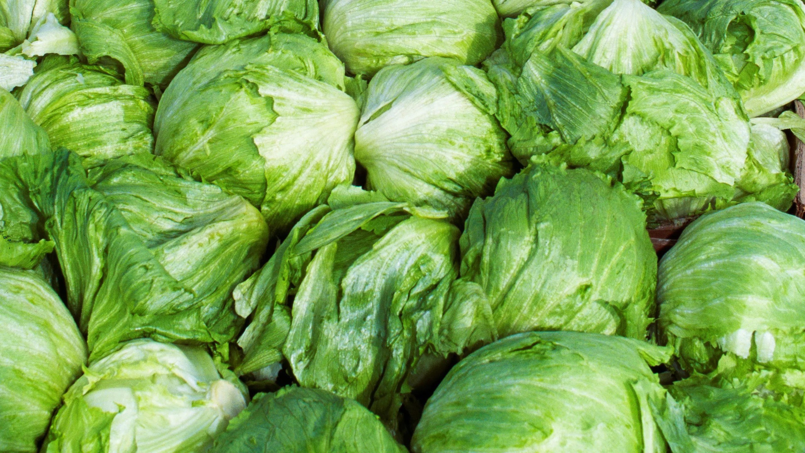 La lechuga mexicana no es culpable de diarrea explosiva: FDA y COFEPRIS