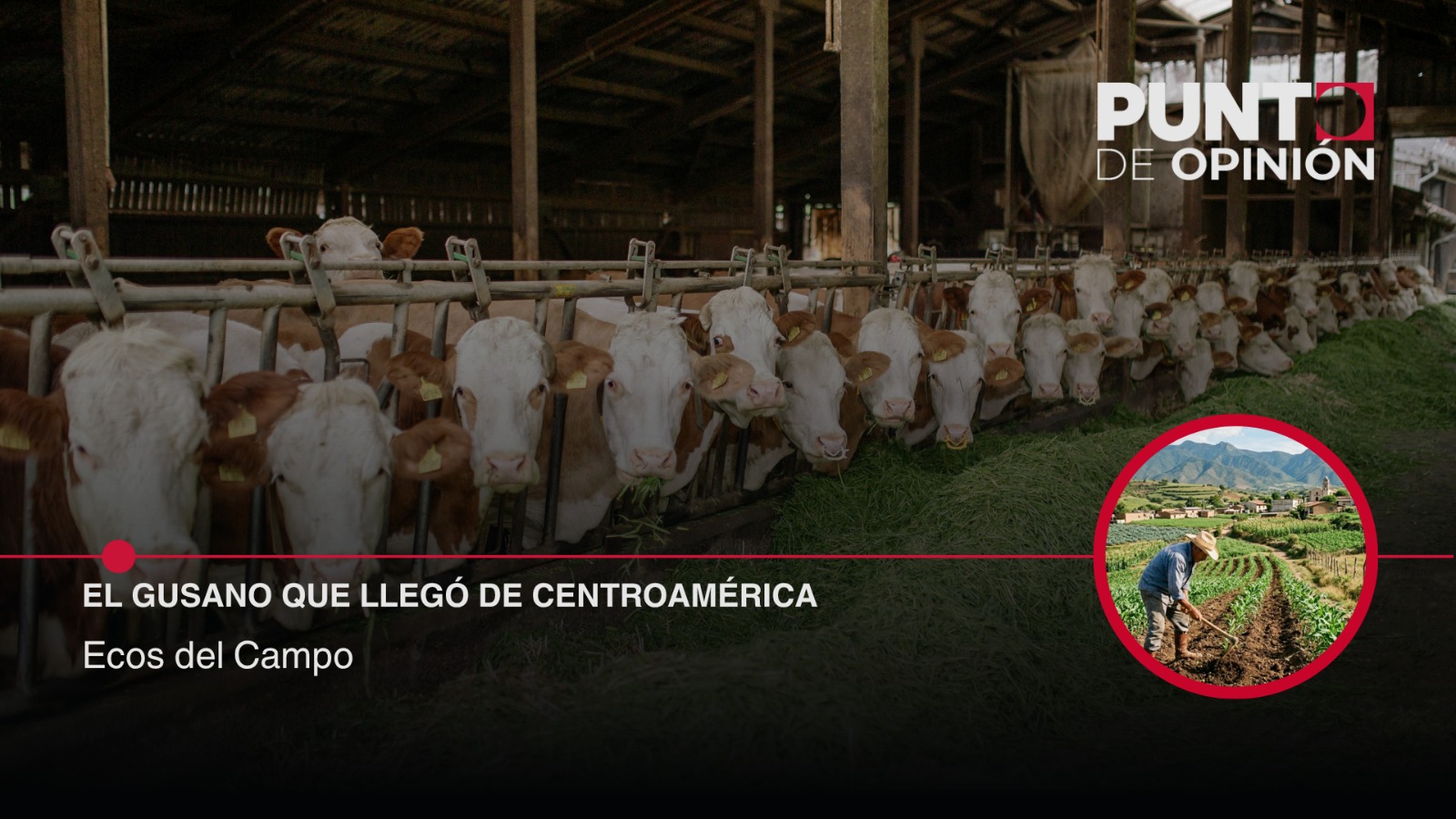 El gusano que llegó de Centroamérica