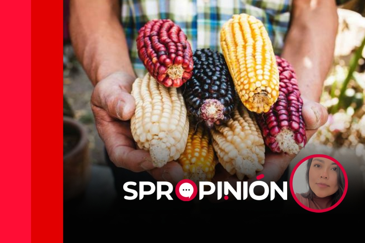 El PAN desprecia el valor biocultural de los maíces nativos
