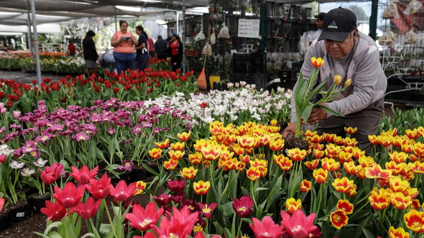 Atlixco, el pueblo que cultiva mágicos tulipanes para los enamorados de San  Valentín – El Financiero