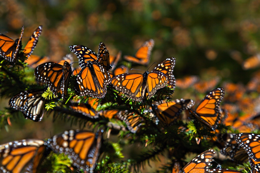 Afecta el uso de glifosato a la mariposa monarca